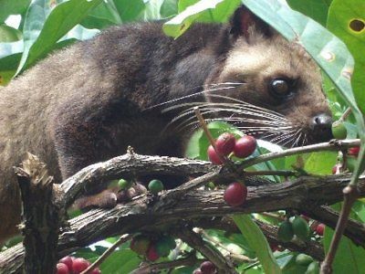 100% Authentic KOPI LUWAK Coffee 1/2 POUND (8 oz or 226 grams 