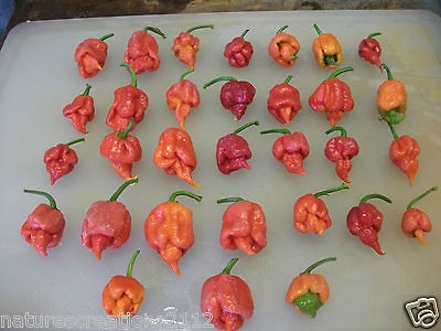   Butch T Hot Pepper ~5~seeds+ BONUS 10 Sunzilla giant Sunflower