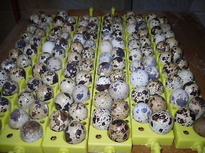 100 jumbo brown coturnix quail hatching eggs 