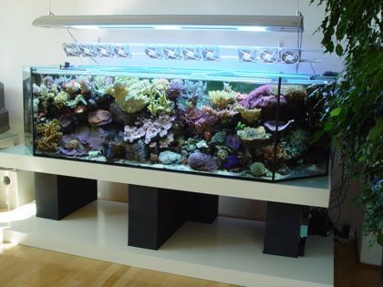 800 Gallon Glass Saltwater Reef Shark Tank Aquarium