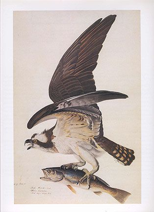 John James Audubon print   Osprey carrying fish