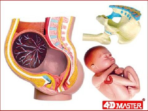 4D Puzzle Human Anatomy 3D Model Pregnancy Pelvis Female Woman Baby