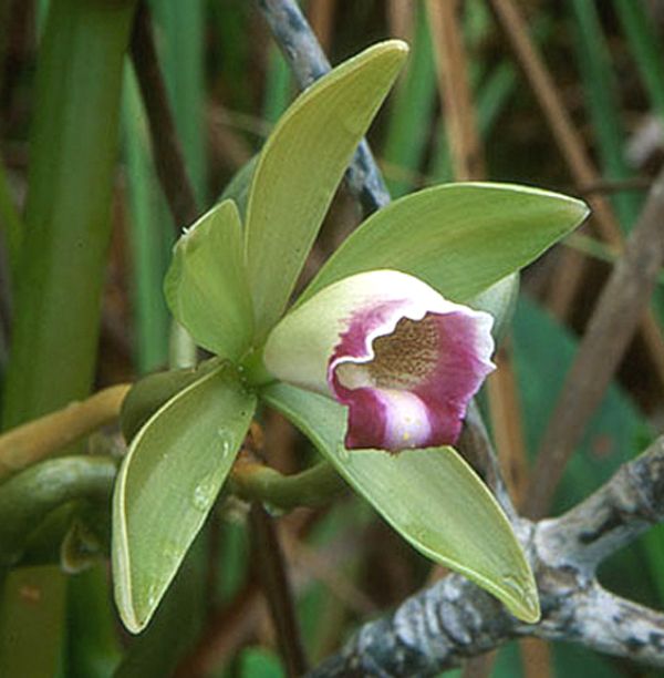 Jewell Orchids – Leafless Vanilla Native Florida Orchid Plant
