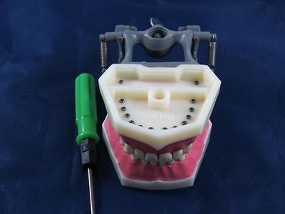 Dental Anatomy Model Typodont Frasaco & British Colombia Type Model