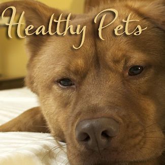 Pet Supplies Dog Skin/Coat Care